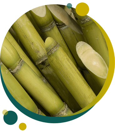 Cana-de-açúcar: extraia o potencial máximo da sua lavoura! Cana-de-açúcar: extraia o potencial máximo da sua lavoura!
