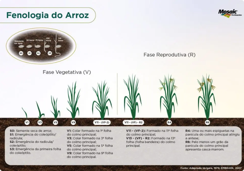 fenologia-do-arroz fenologia-do-arroz