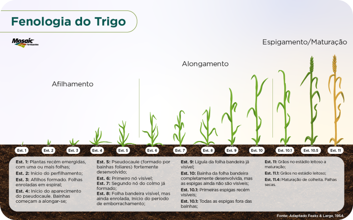 img-fenologia-trigo img-fenologia-trigo