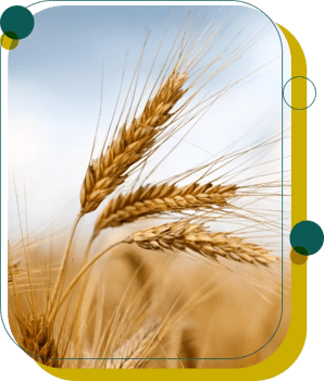 img-trigo-economia img-trigo-economia