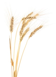 img-trigo img-trigo